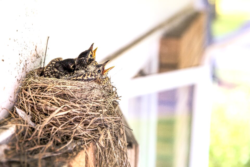 Nest birds nature