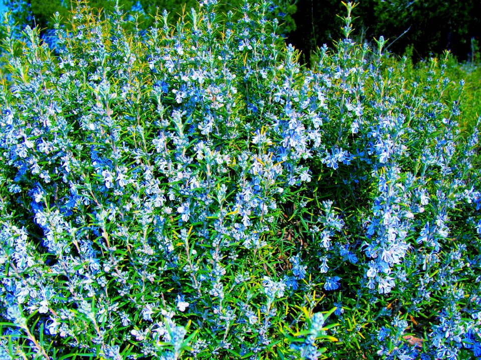 Plant vegetation flowers