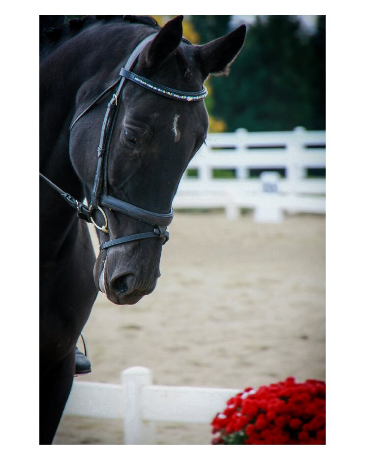 Mare dressage horse show
