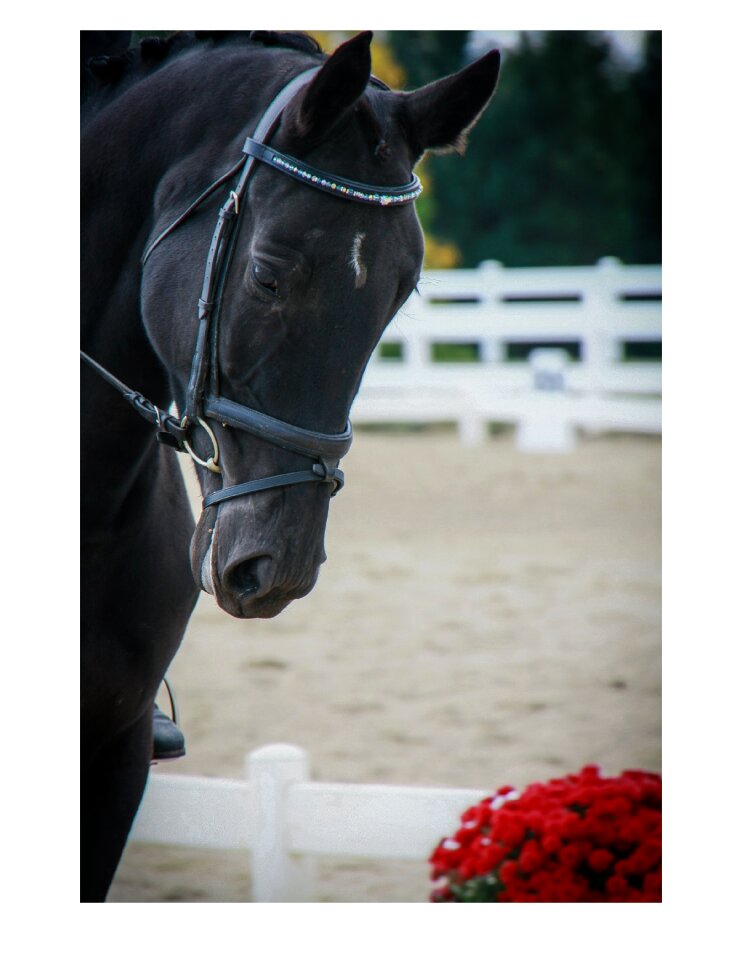 Mare dressage horse show photo