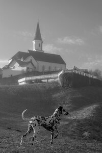Dog dalmatians black and white