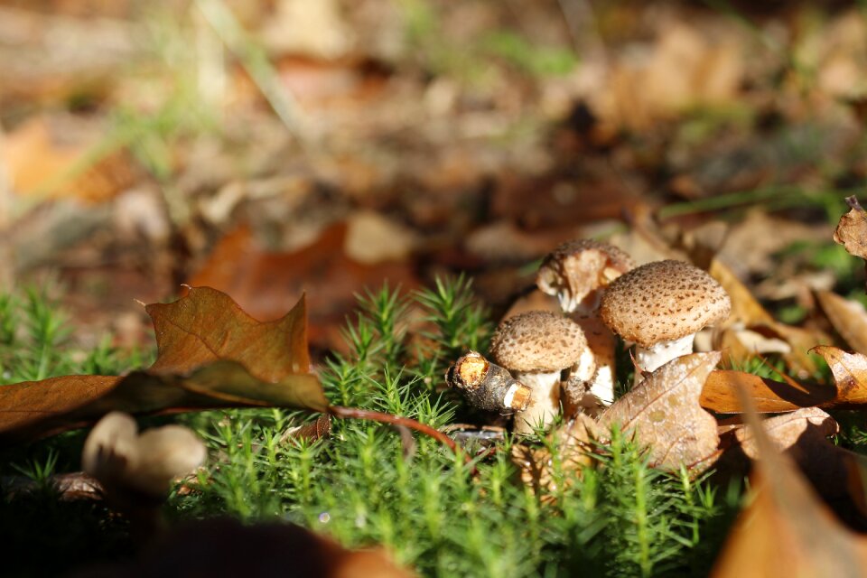 Nature forest outdoor