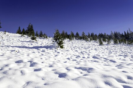 Wonderland forest cold photo