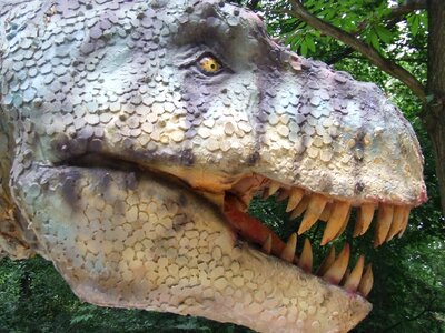 Animal predator carnivore