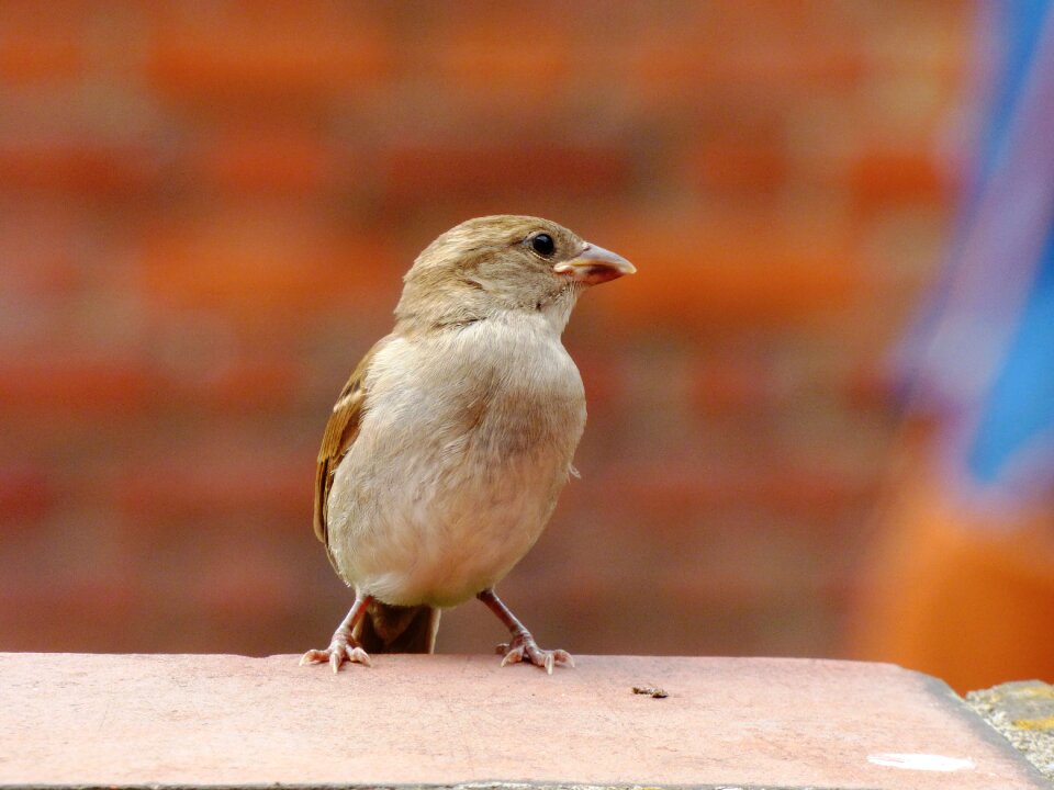 Animals wings wild birds