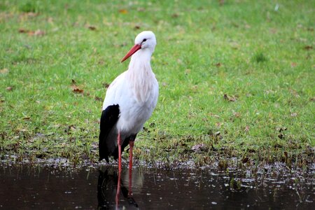 Animal animal world water bird