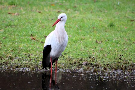 Animal animal world water bird photo