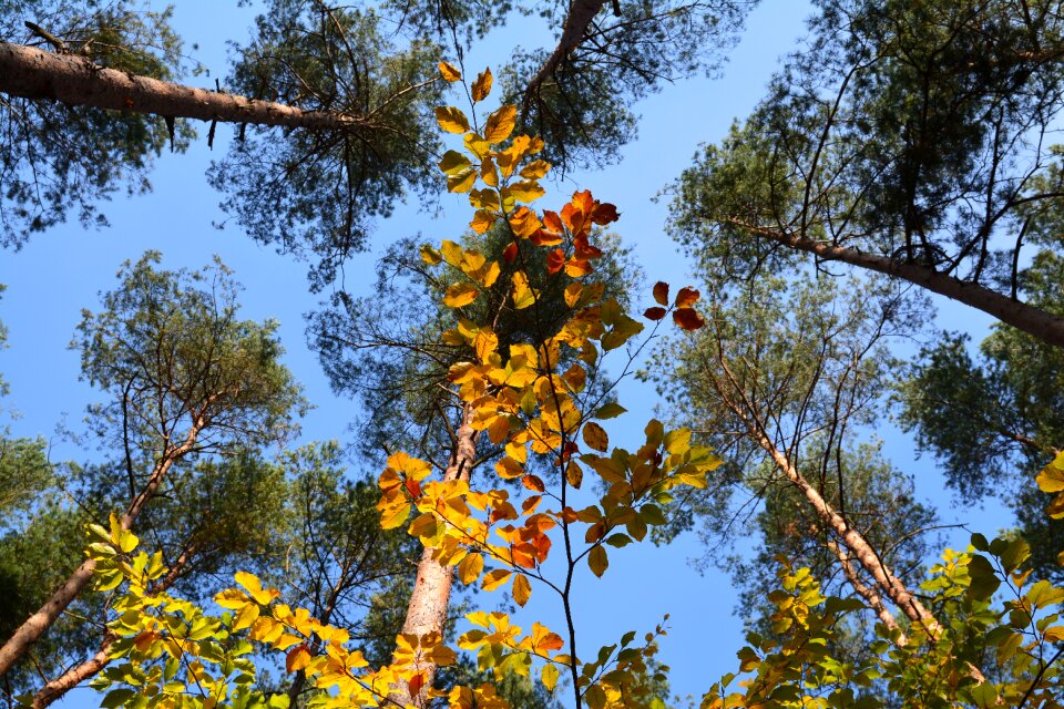 Green foliage nature
