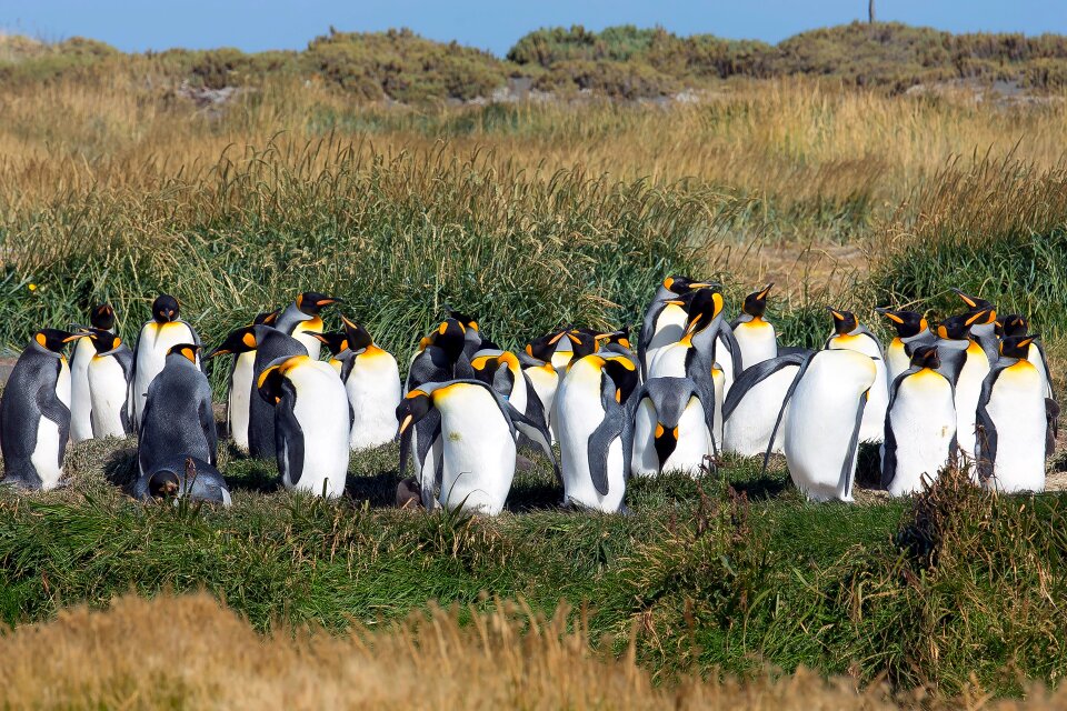 Penguins animals king penguin