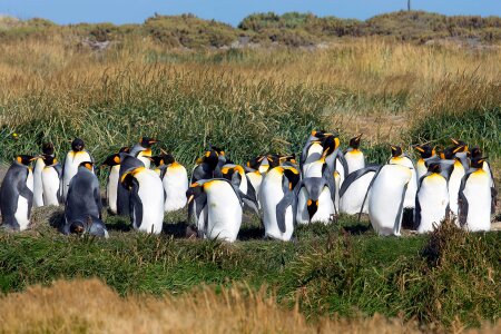 Penguins animals king penguin
