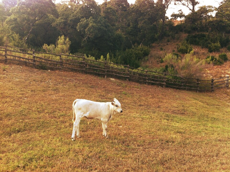 Animal cow cattle