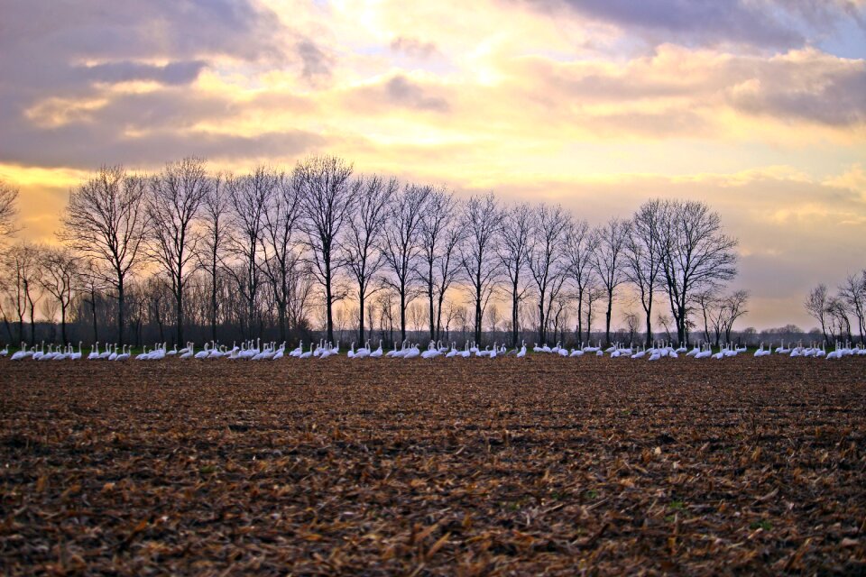 Whooper swan bird arable