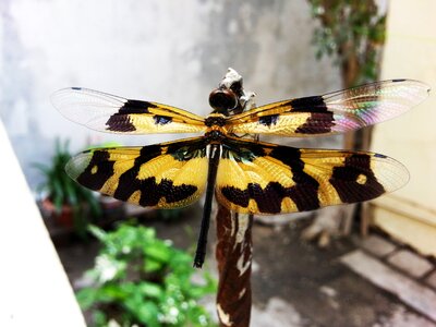 Nature macro wing