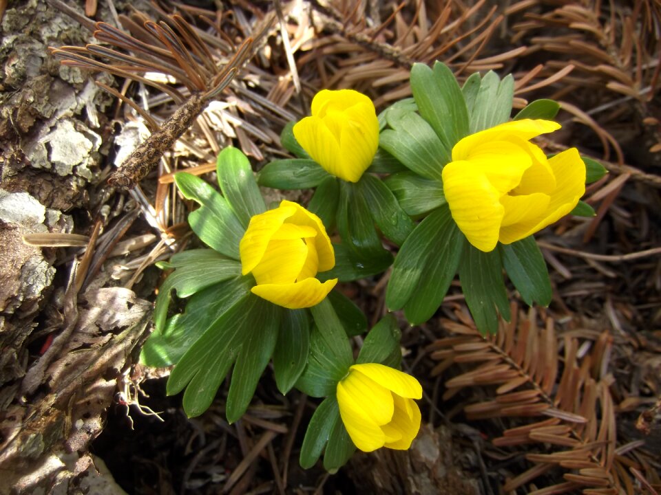 Early bloomer harbinger of spring blossom