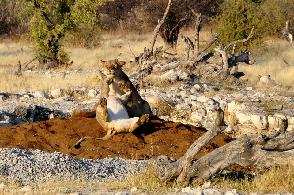 Get it all africa etosha