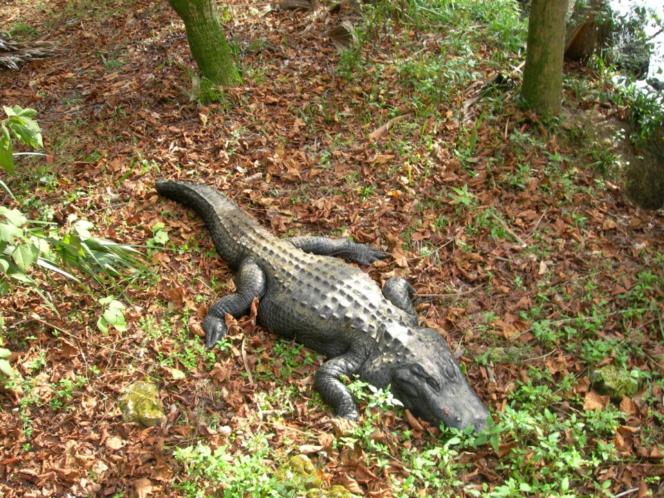 Nature reptile animal