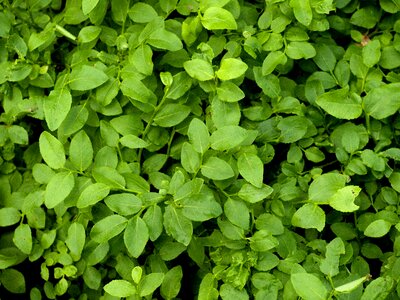 Leaves texture