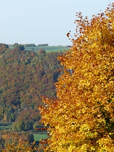 Fall color leaf coloring leaves
