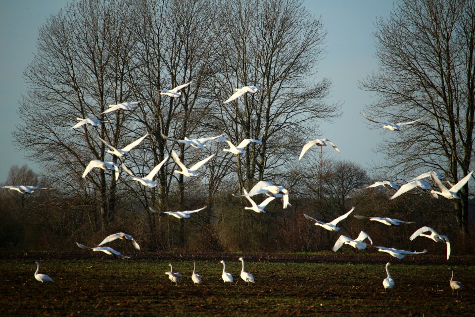 Flight migratory bird birds