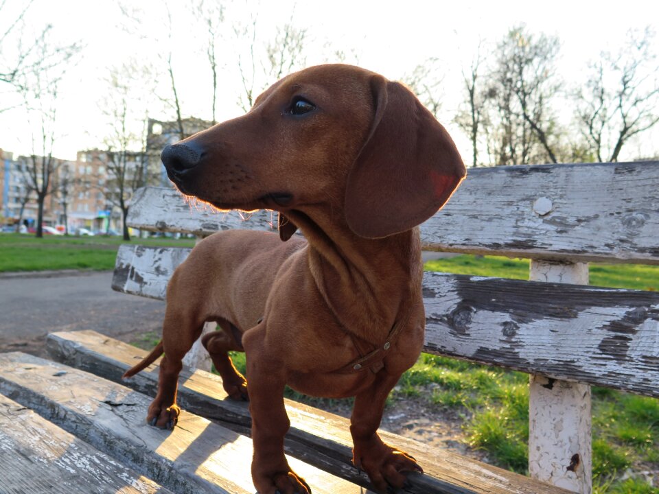 Brown purebred puppy