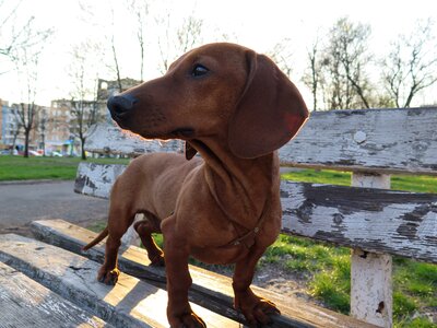 Brown purebred puppy photo