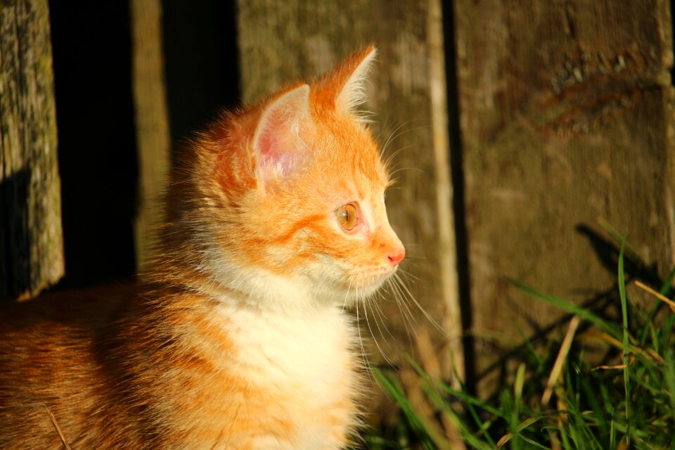 Cat baby young cat red cat