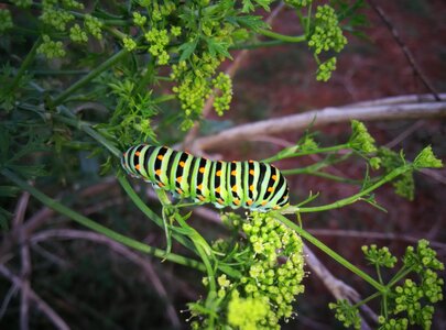 Natura green stripes