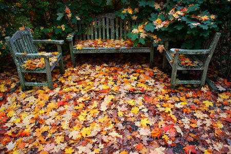 Leaves park bench photo