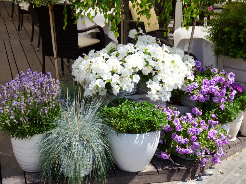 Lavender flower pot nature