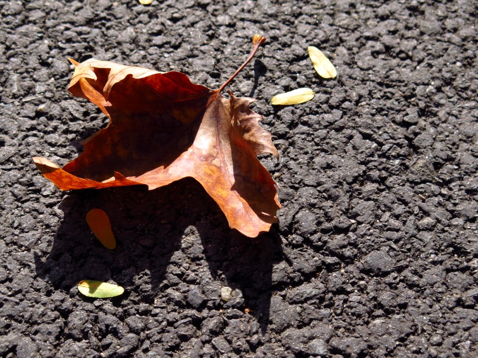 Autumn leaves nature red