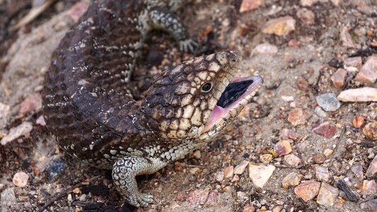 Aboriginal blue tongue reptile
