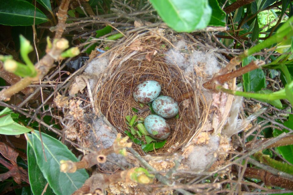 Nature nest bird photo