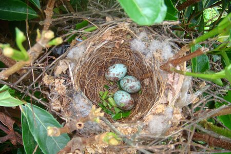 Nature nest bird