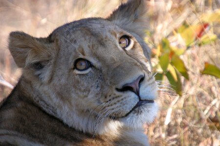 Cat safari predator photo