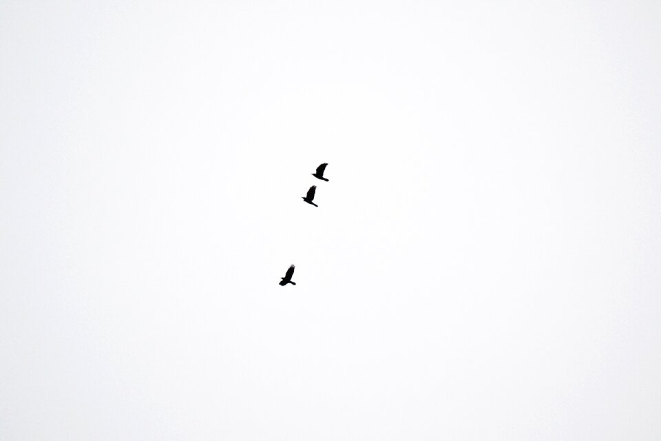 Sky black flying