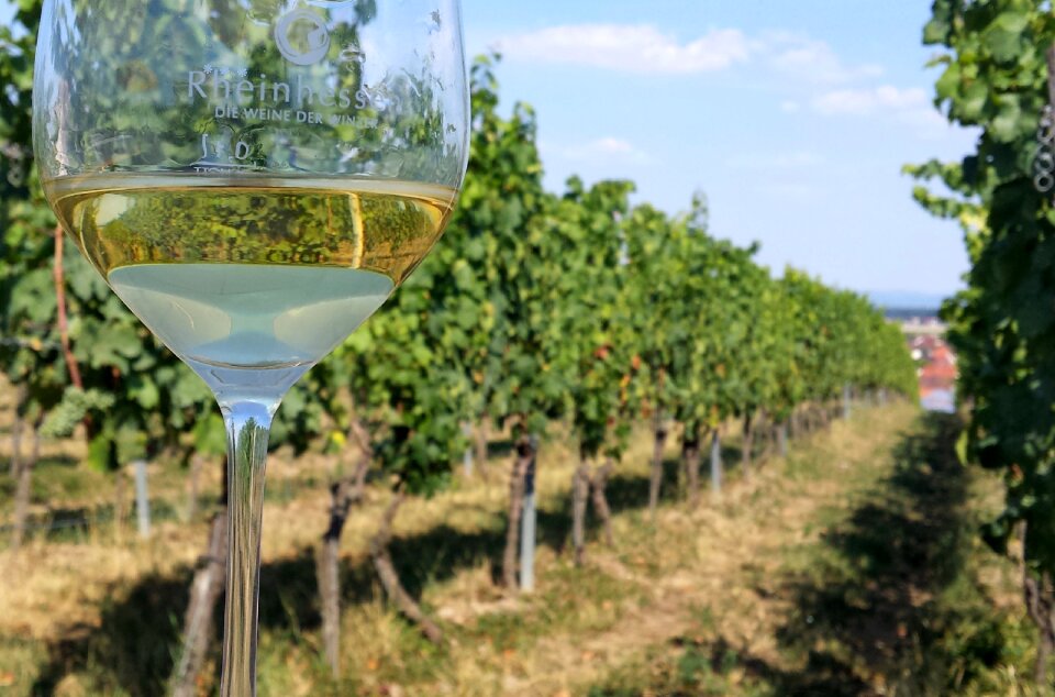 Benefit from alcohol rheinhessen