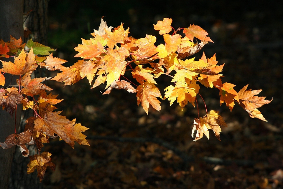 Fall colorful sunlit