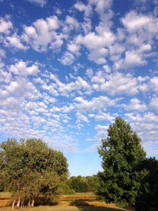Trees cottonwoods sweet gum