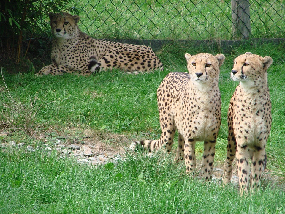 Cheetah wild animal predator