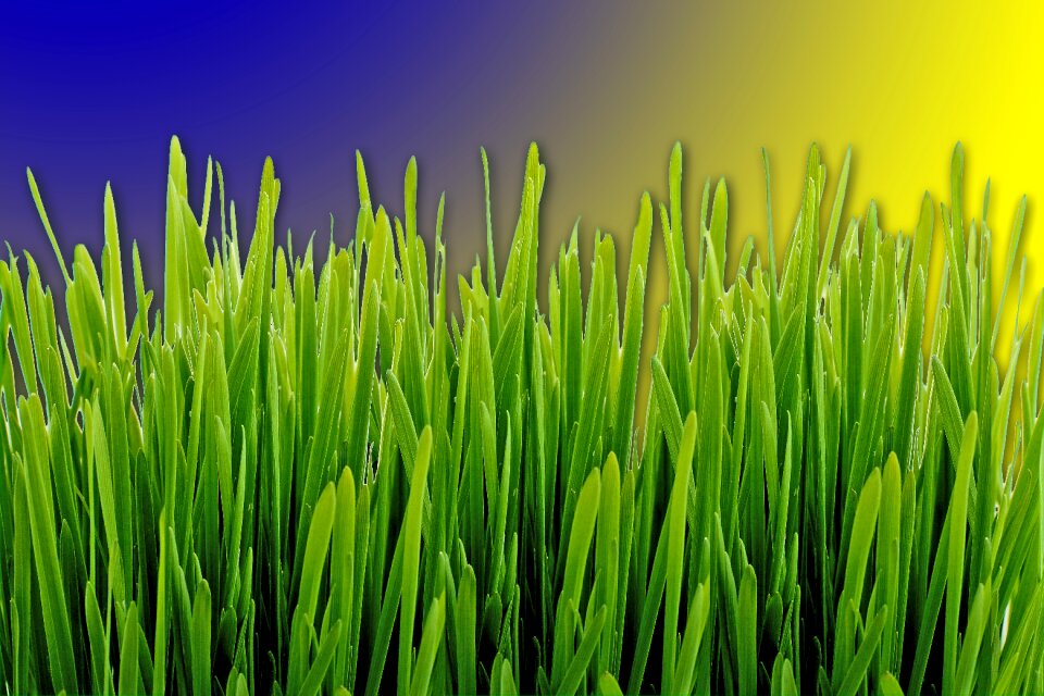 Forest nature grasses