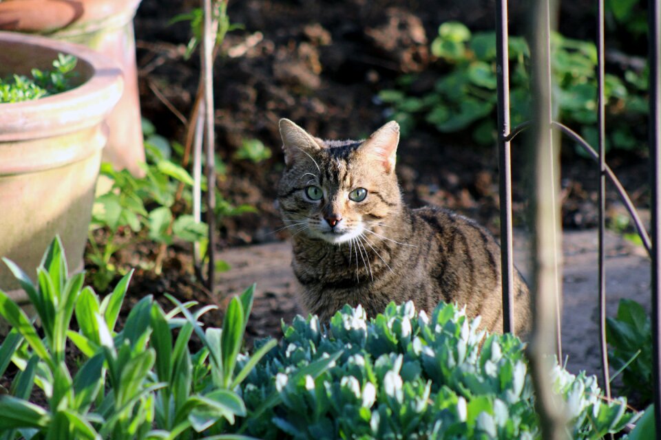 Mackerel european shorthair garden photo