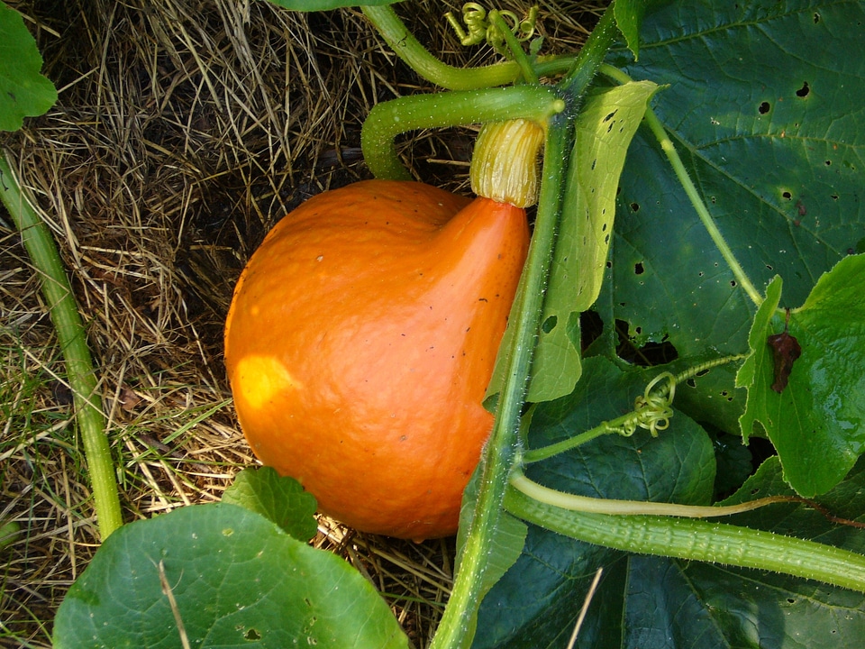 Orange food fresh