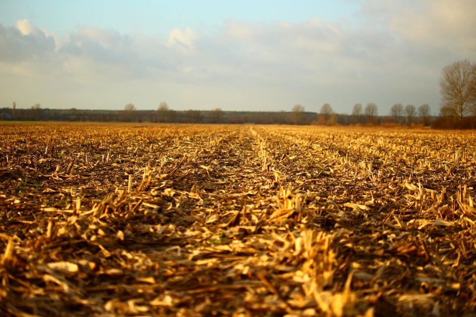 Harvested autumn landscape