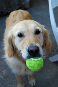 Love ball animal portrait
