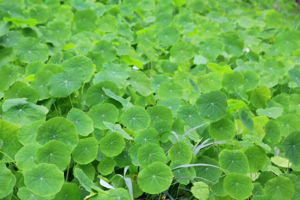 Spring leaves green