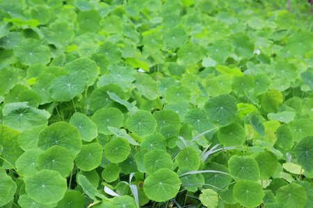 Spring leaves green