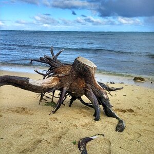 Water sand tree