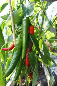 Vegetables plant have
