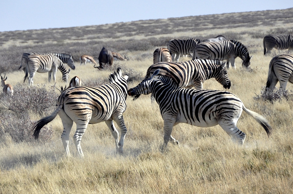 Safari rank fighting namibia