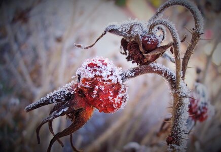 Macro winter nature